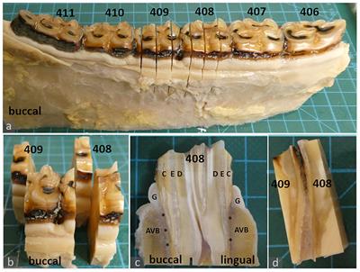 Periodontal structures in horses with pituitary pars intermedia dysfunction: A histological evaluation